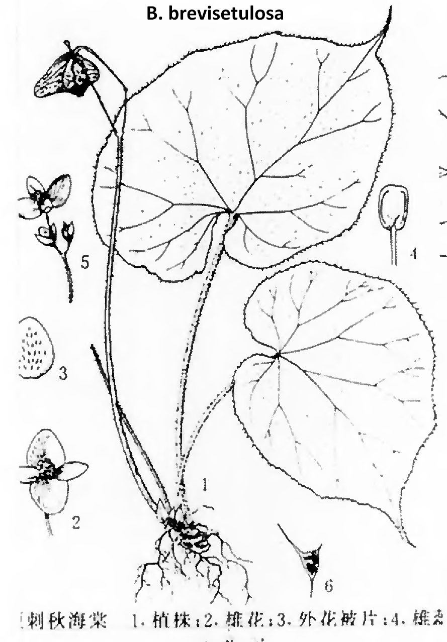 B. brevisetulosa